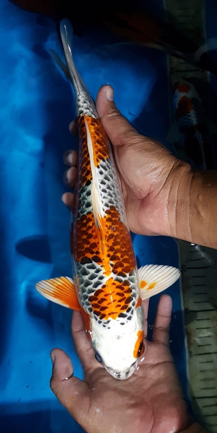 Juara 4