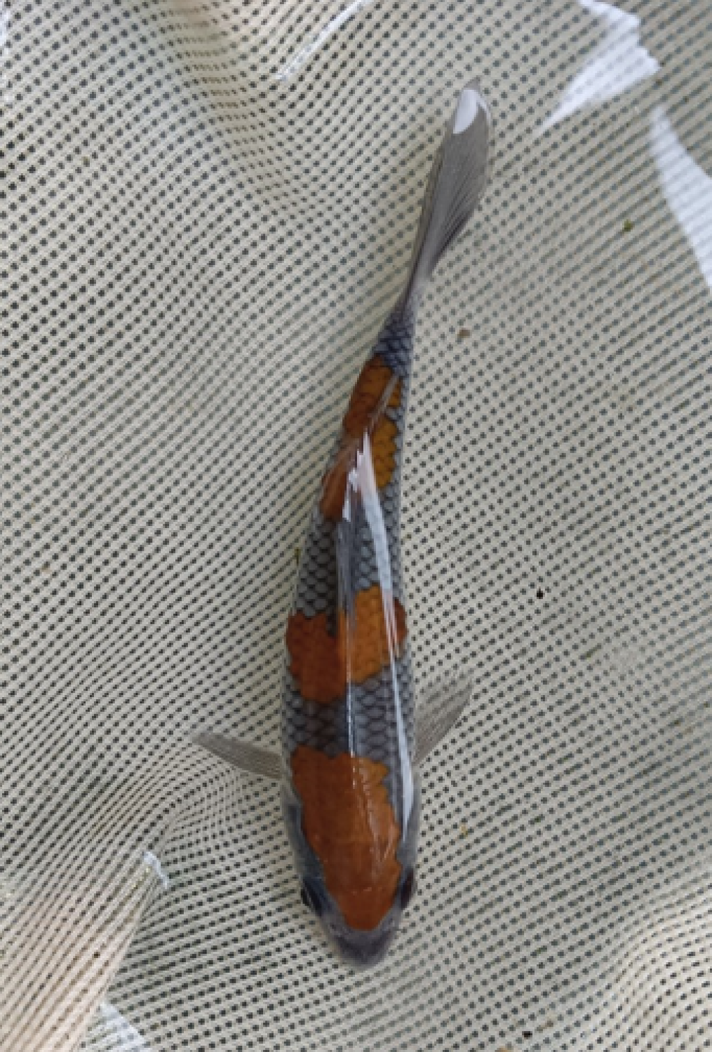 Juara 1