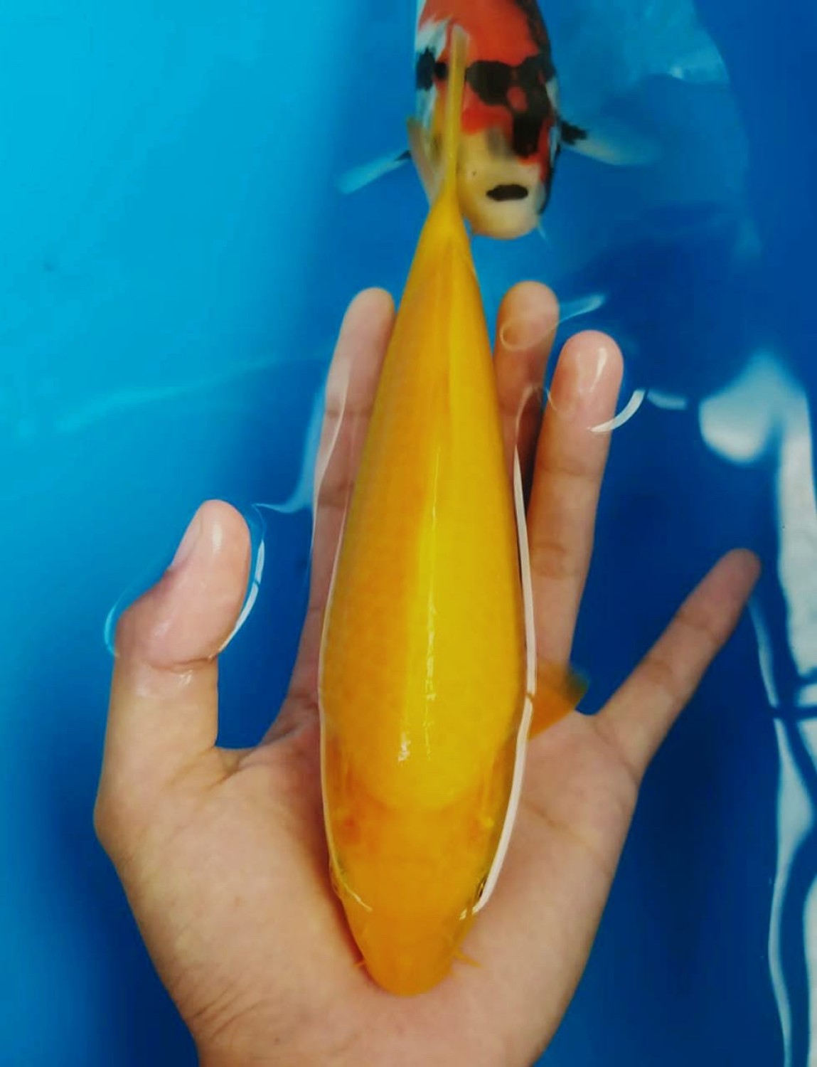 Juara 4