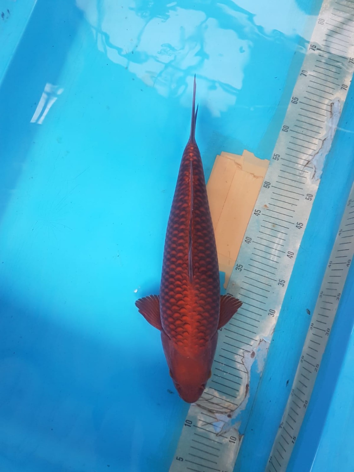 Best In Size E 41 - 45 cm