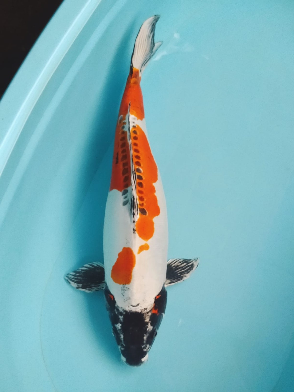 Juara 3