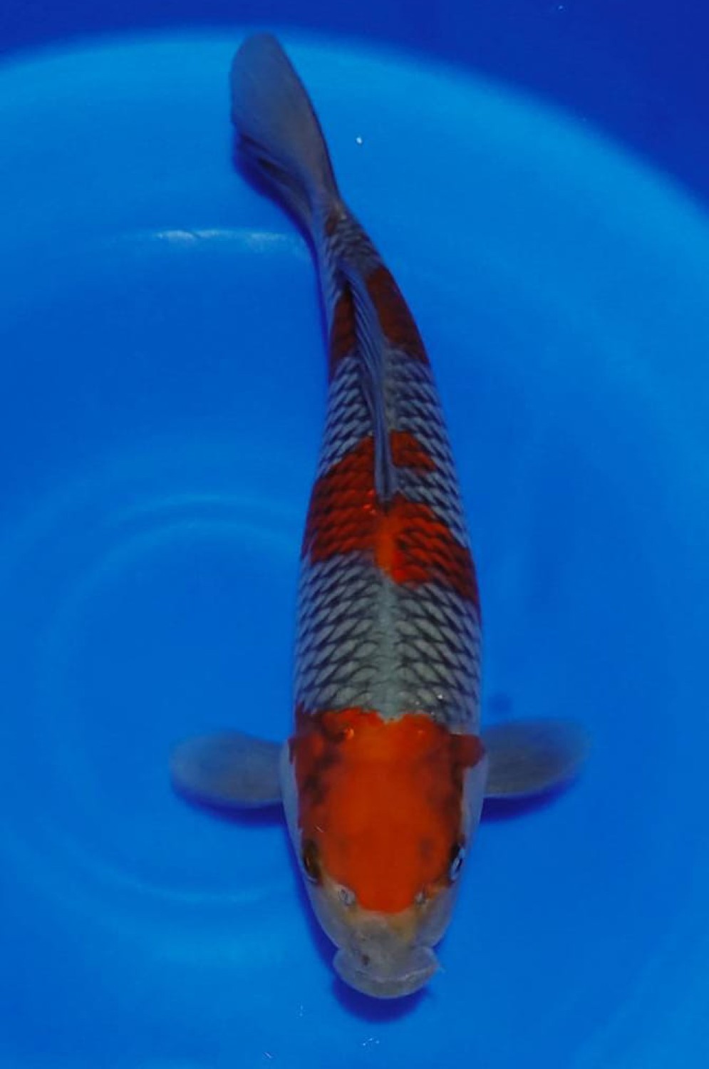 Juara 1