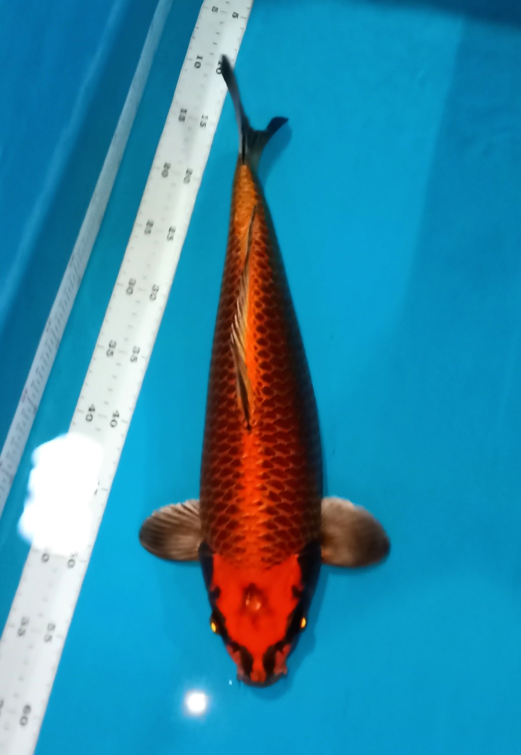 Juara 2