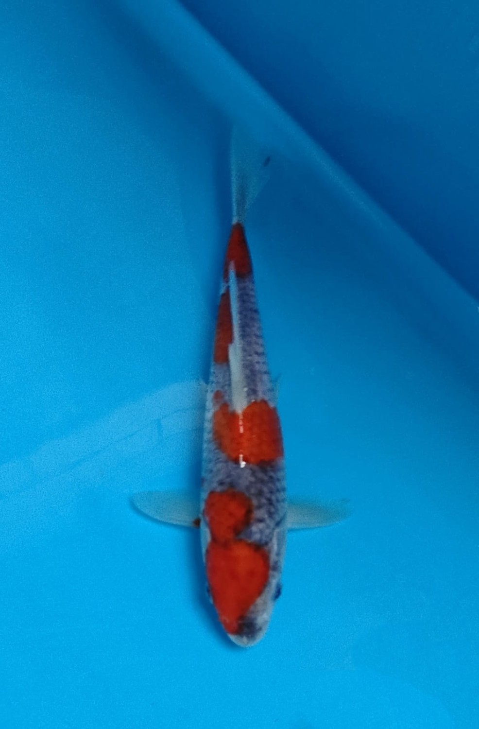 Juara 1