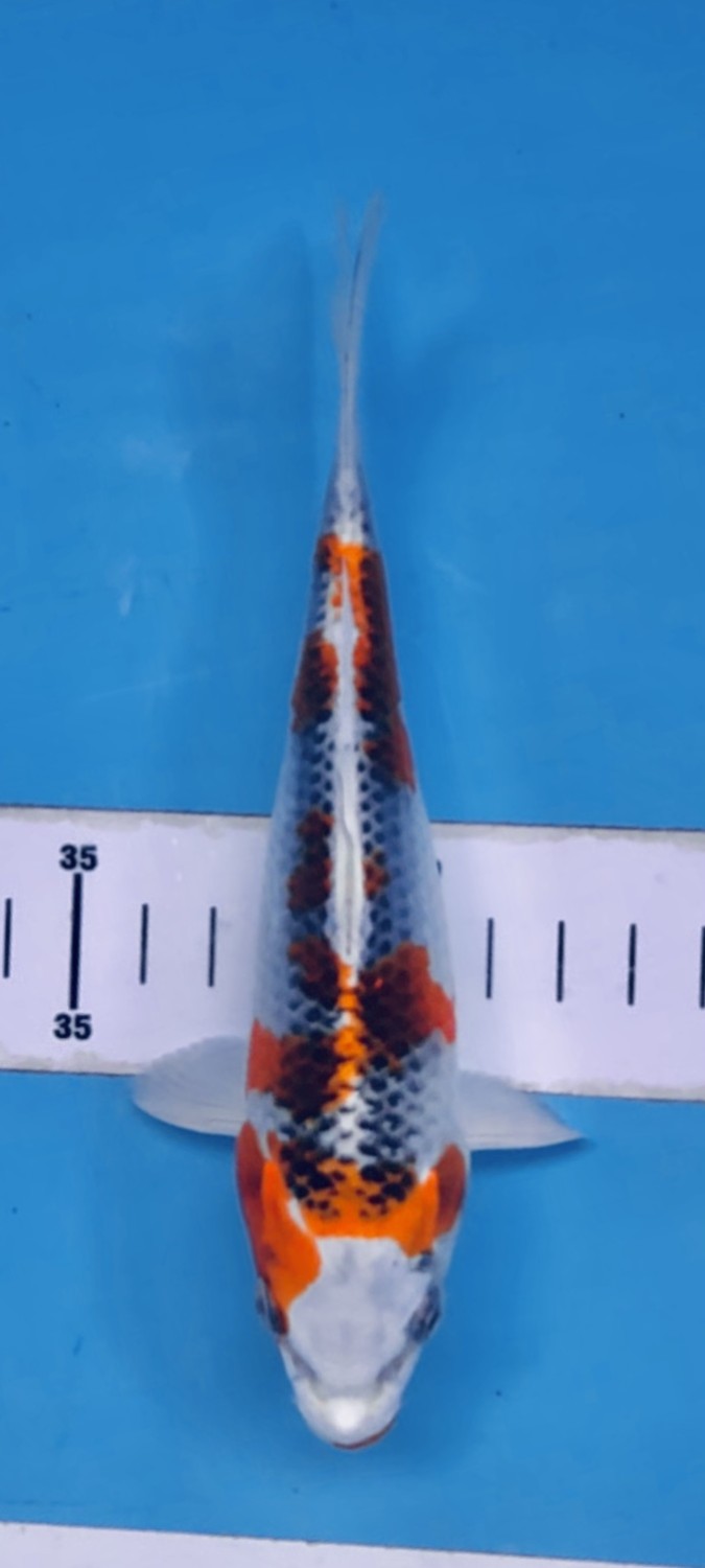 Juara 4