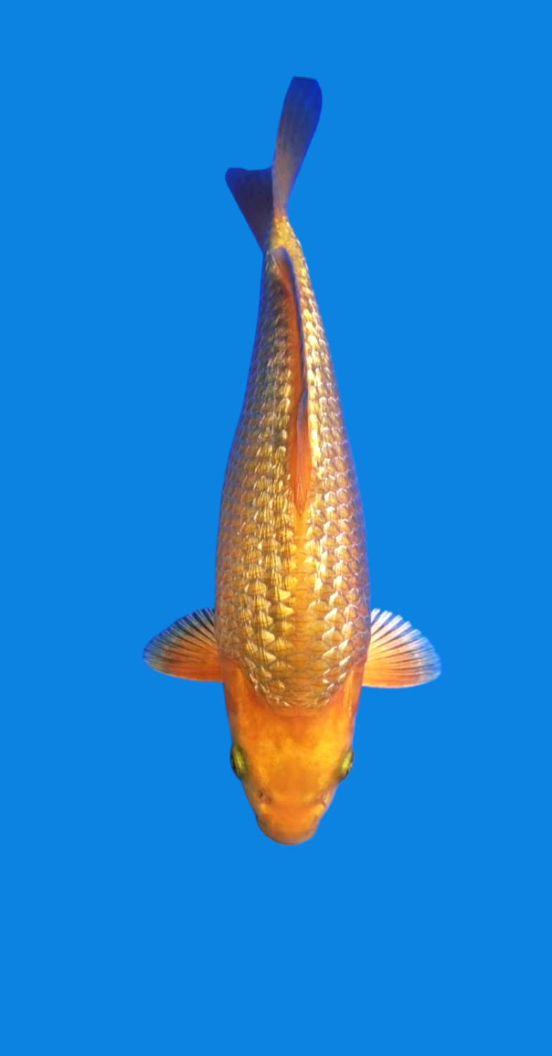Juara 1