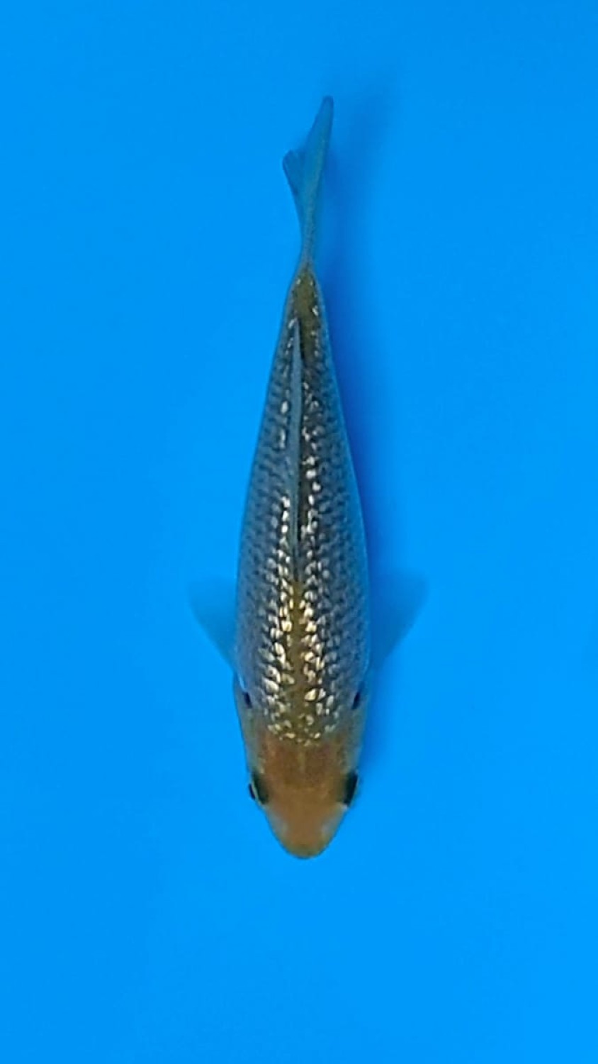 Juara 4