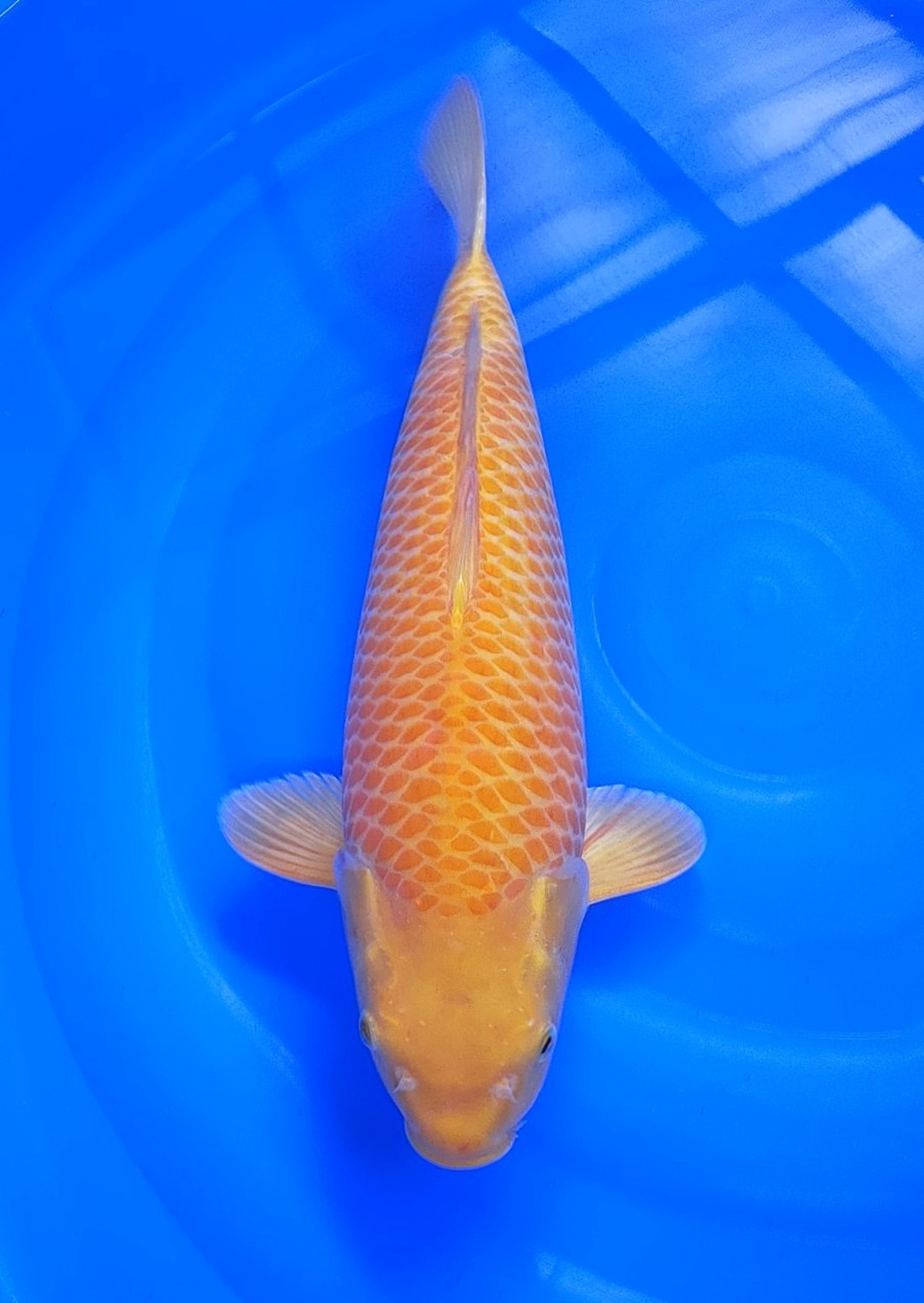Juara 1