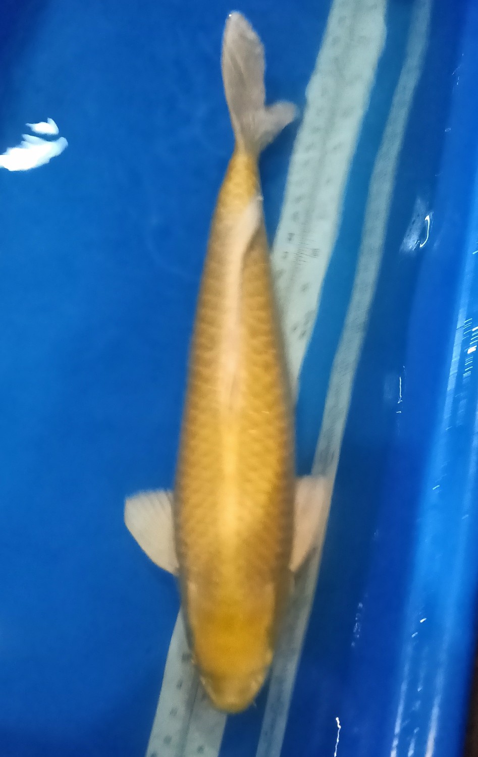 Juara 1