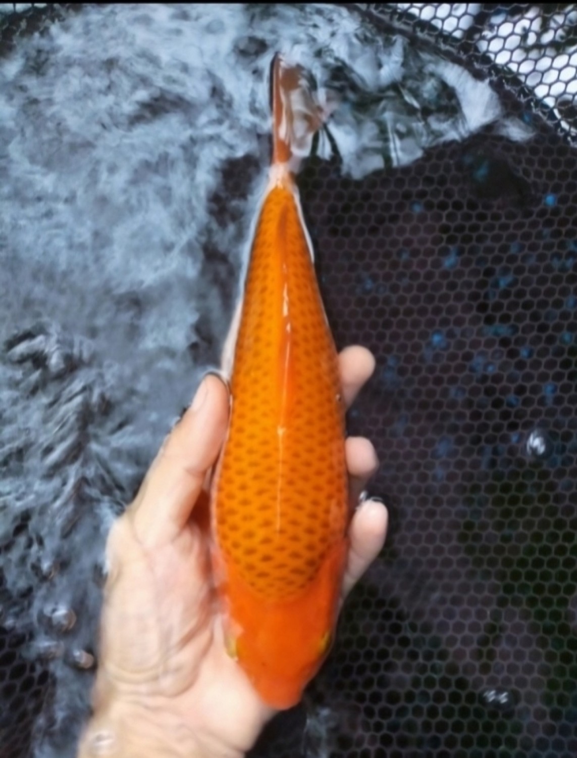 Best In Size E 21 - 25 cm