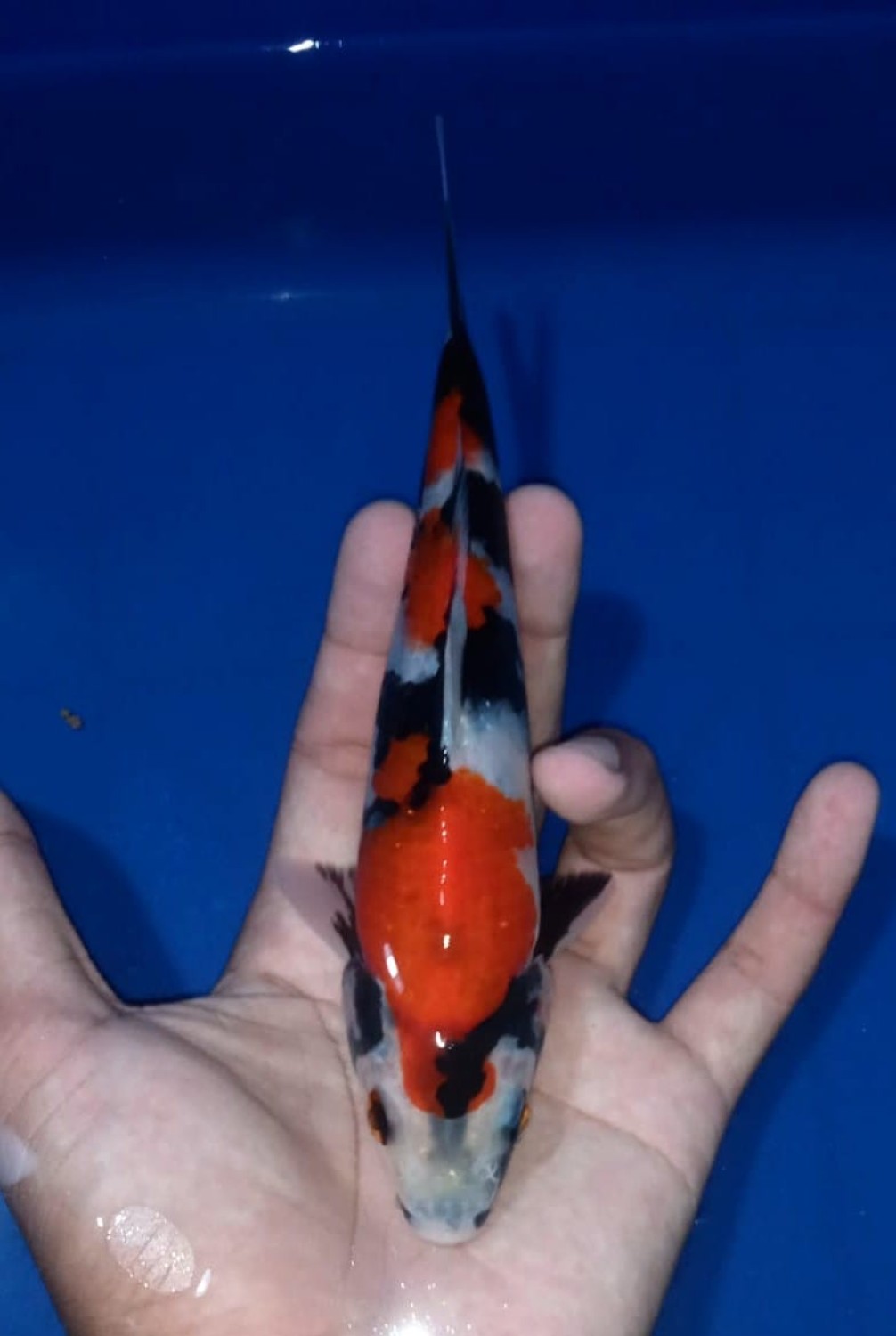 Juara 4