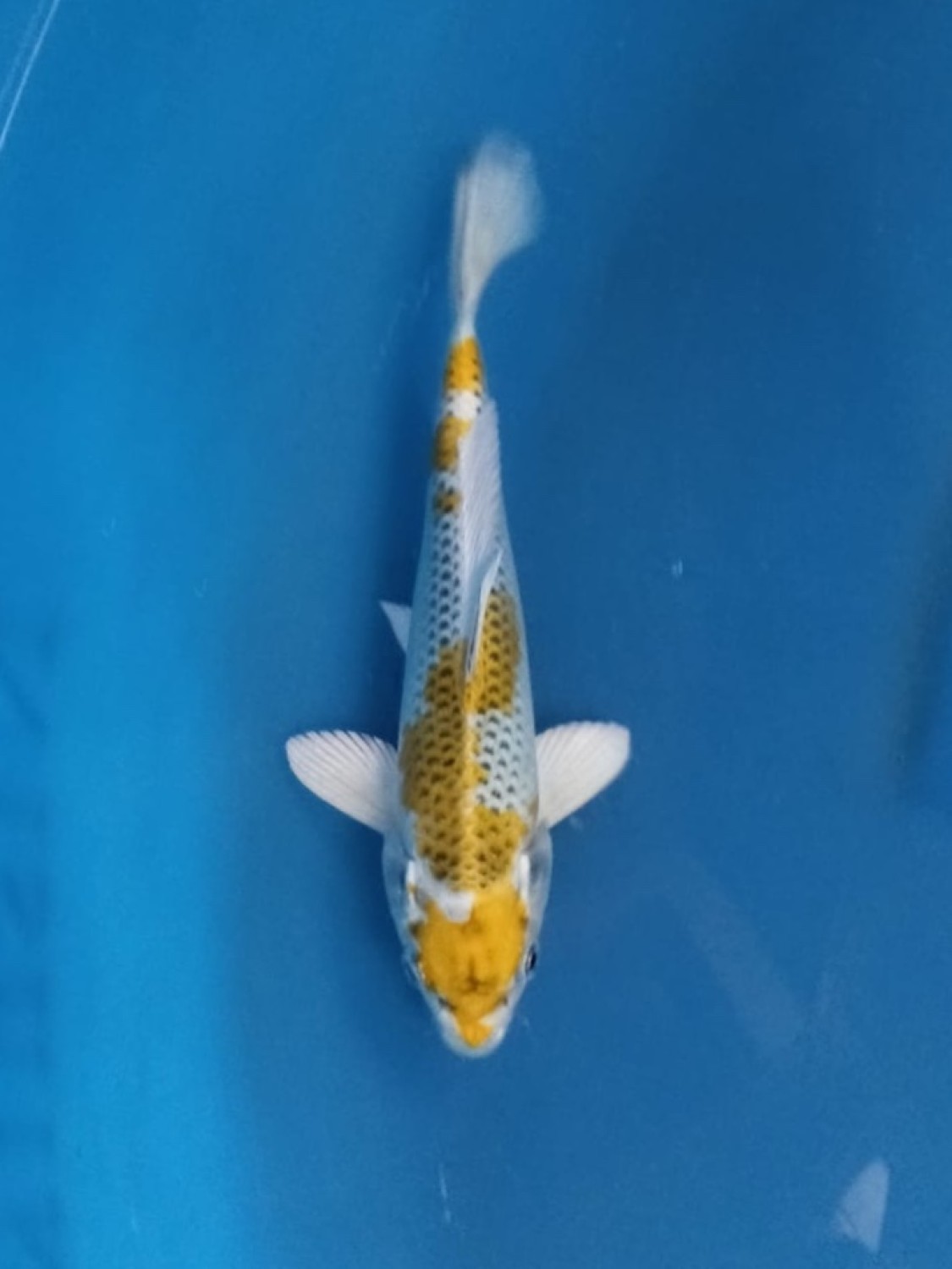 Juara 2