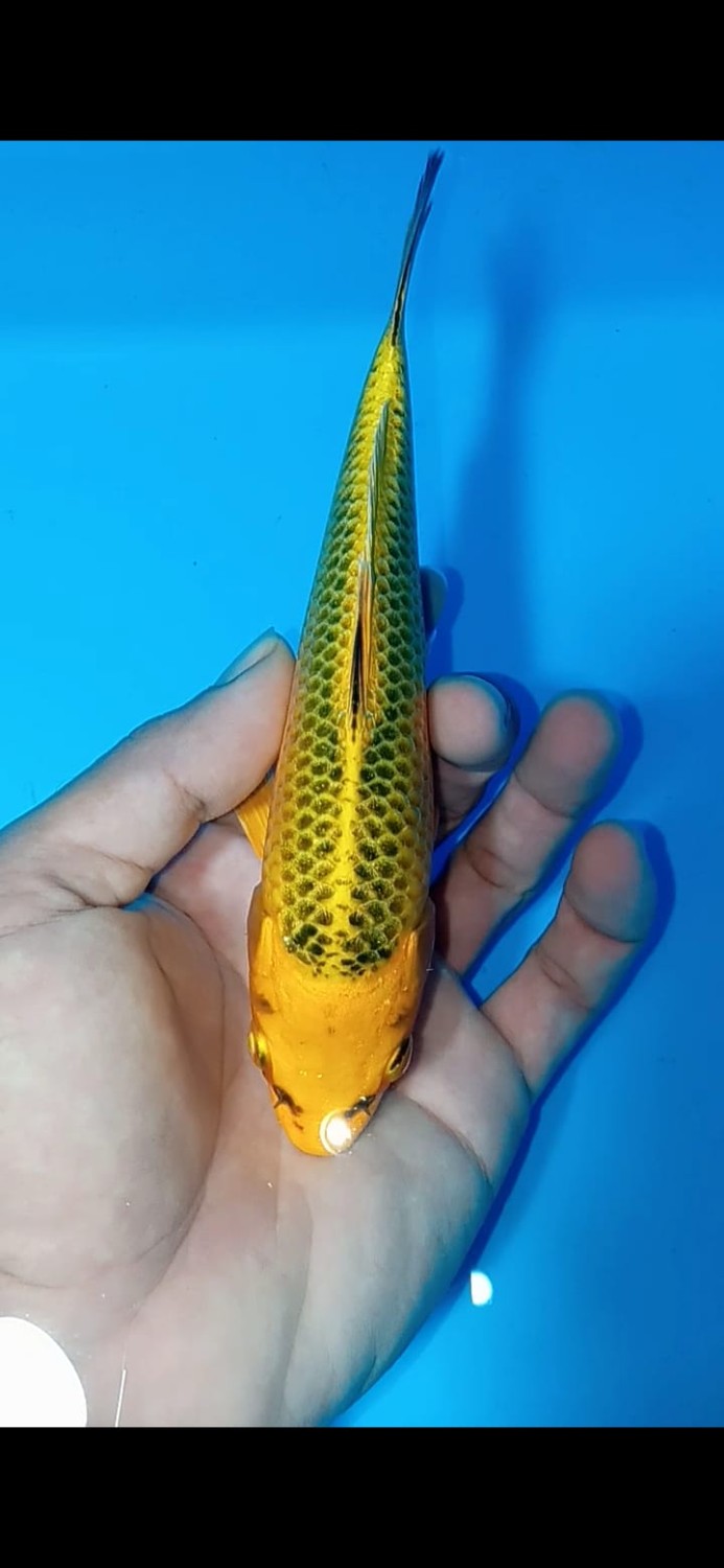 Juara 2