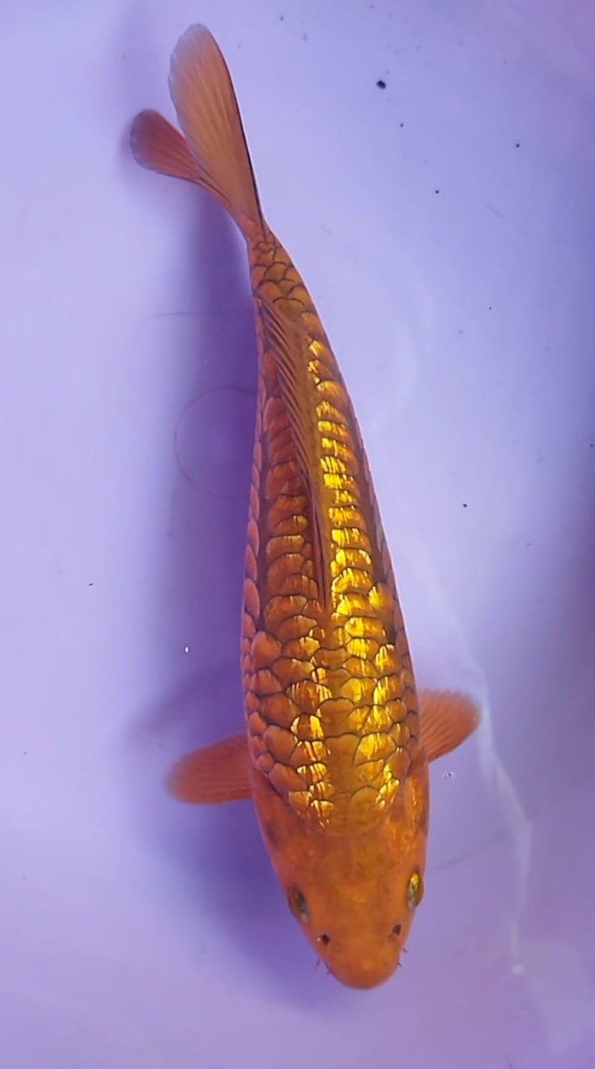 Juara 2