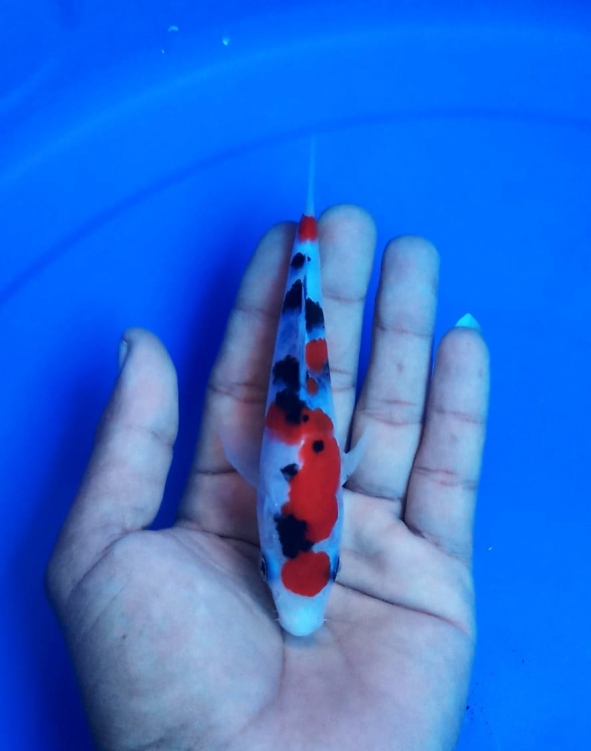 Best In Size A Up To 12 cm