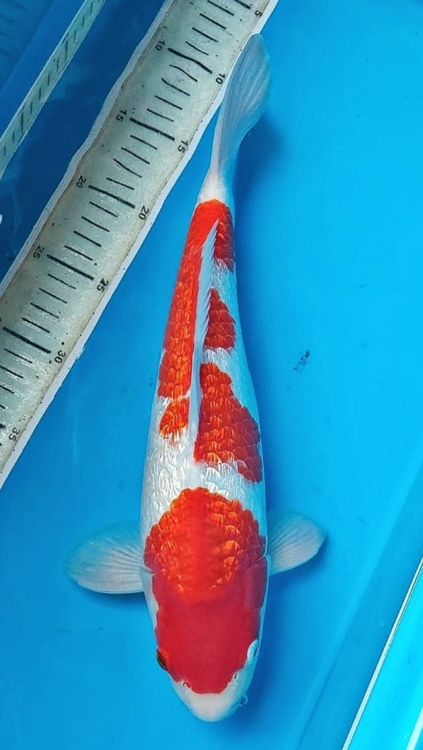 Juara 2