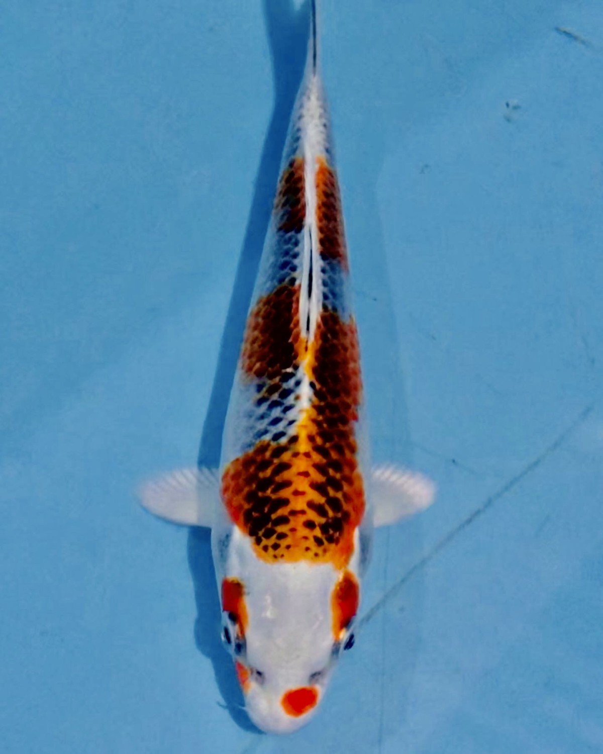 Juara 1