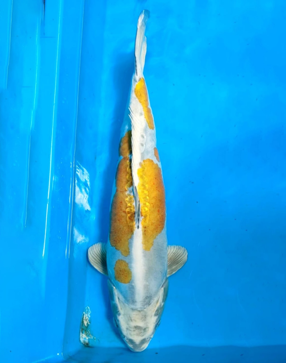 Juara 1