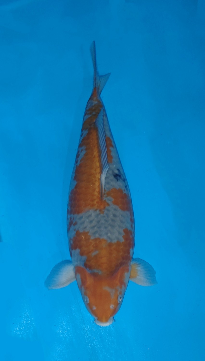 Juara 3