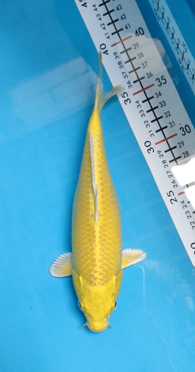 Juara 1