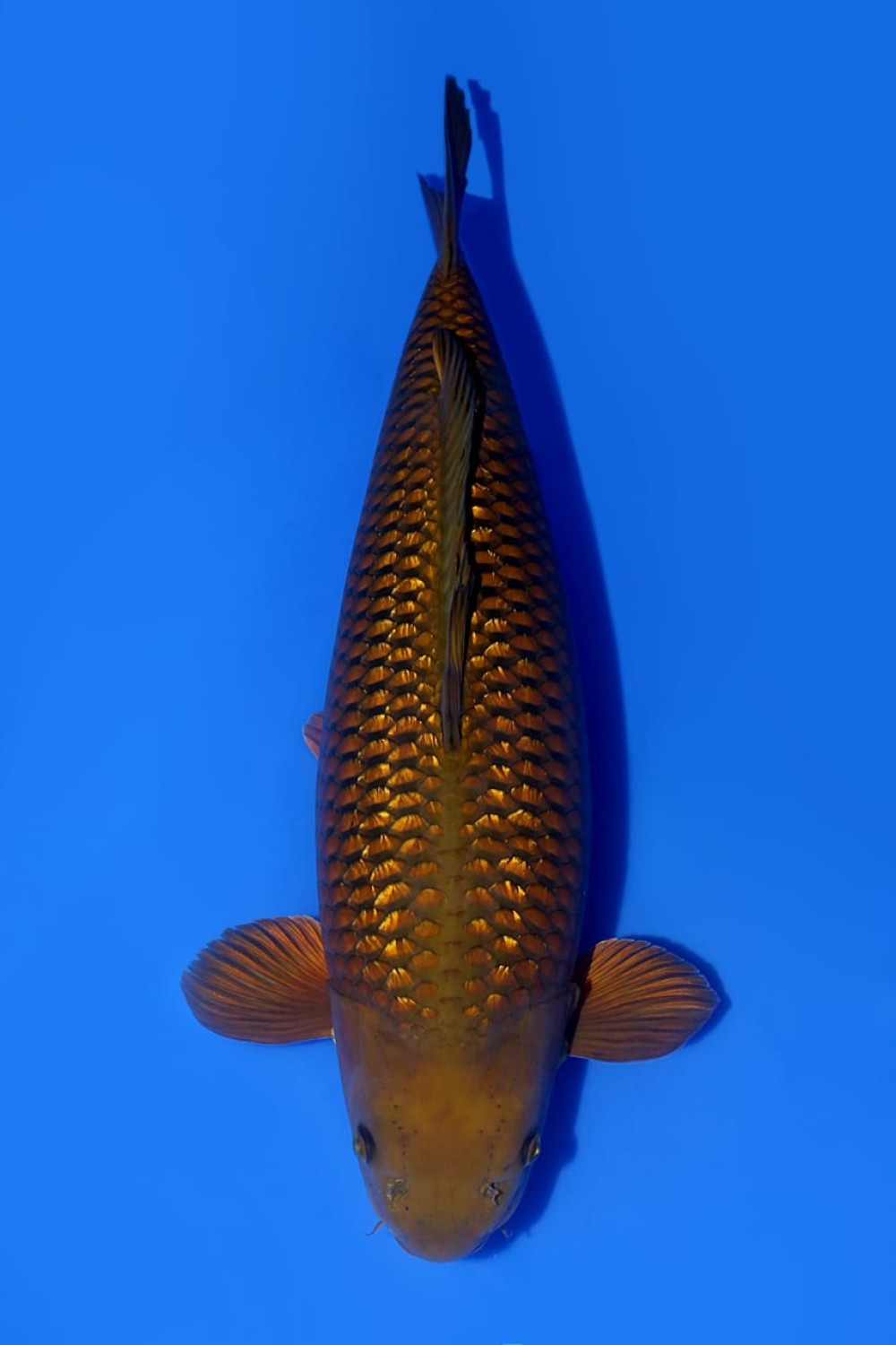 Juara 2