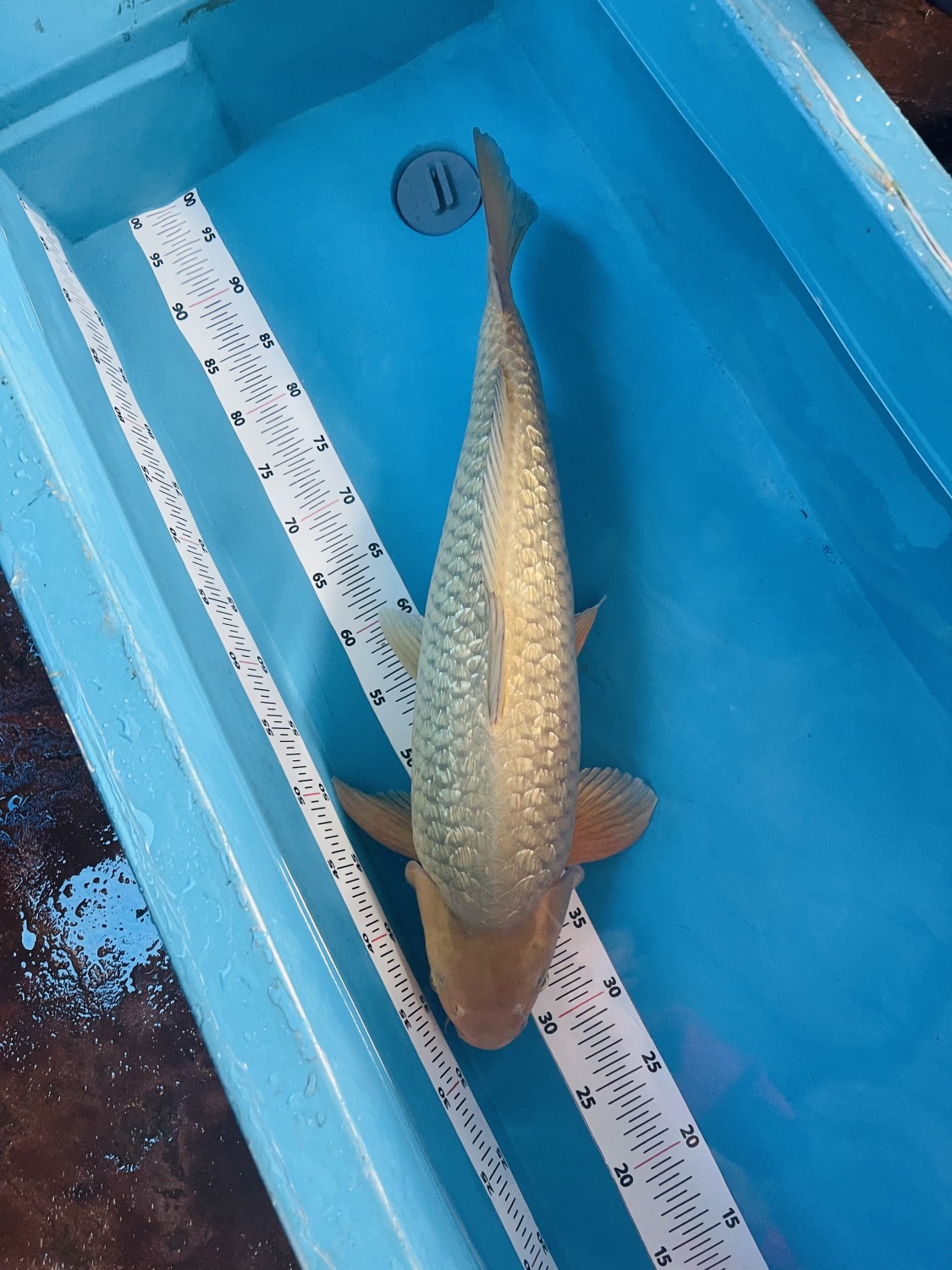 Juara 2