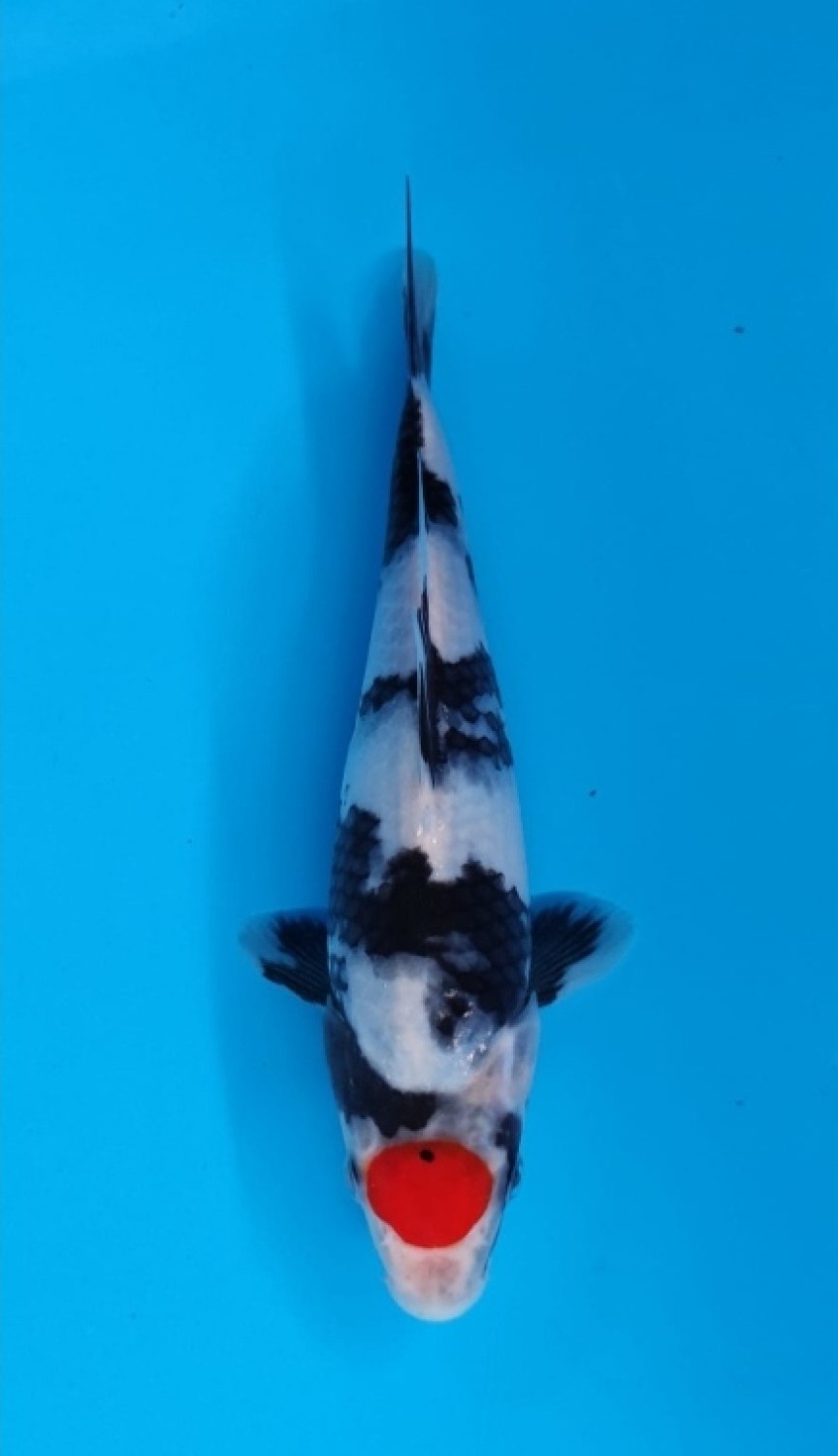 Juara 1