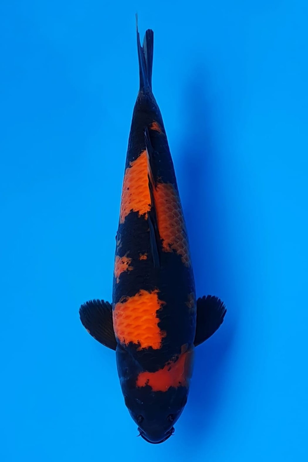 Juara 1