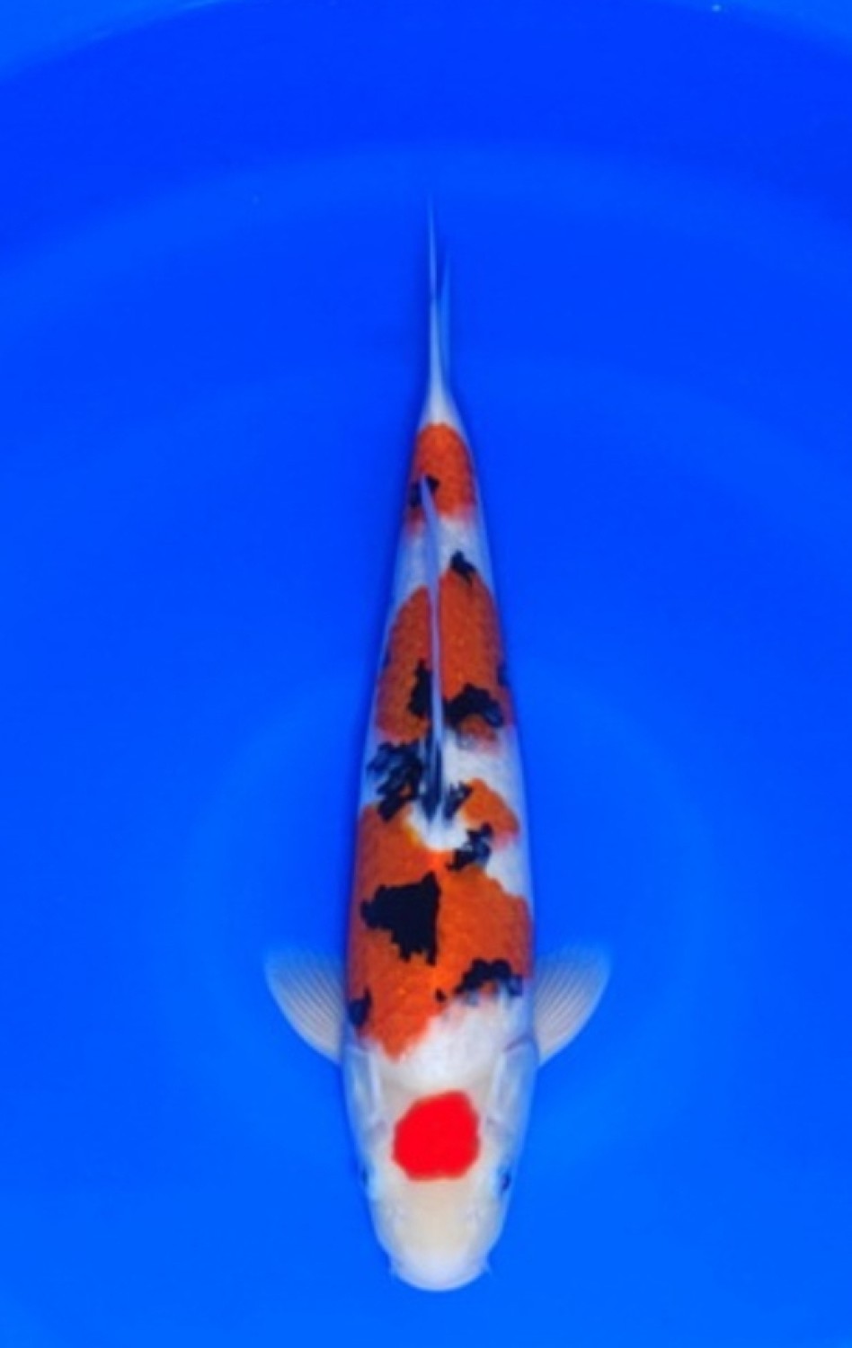 Juara 5