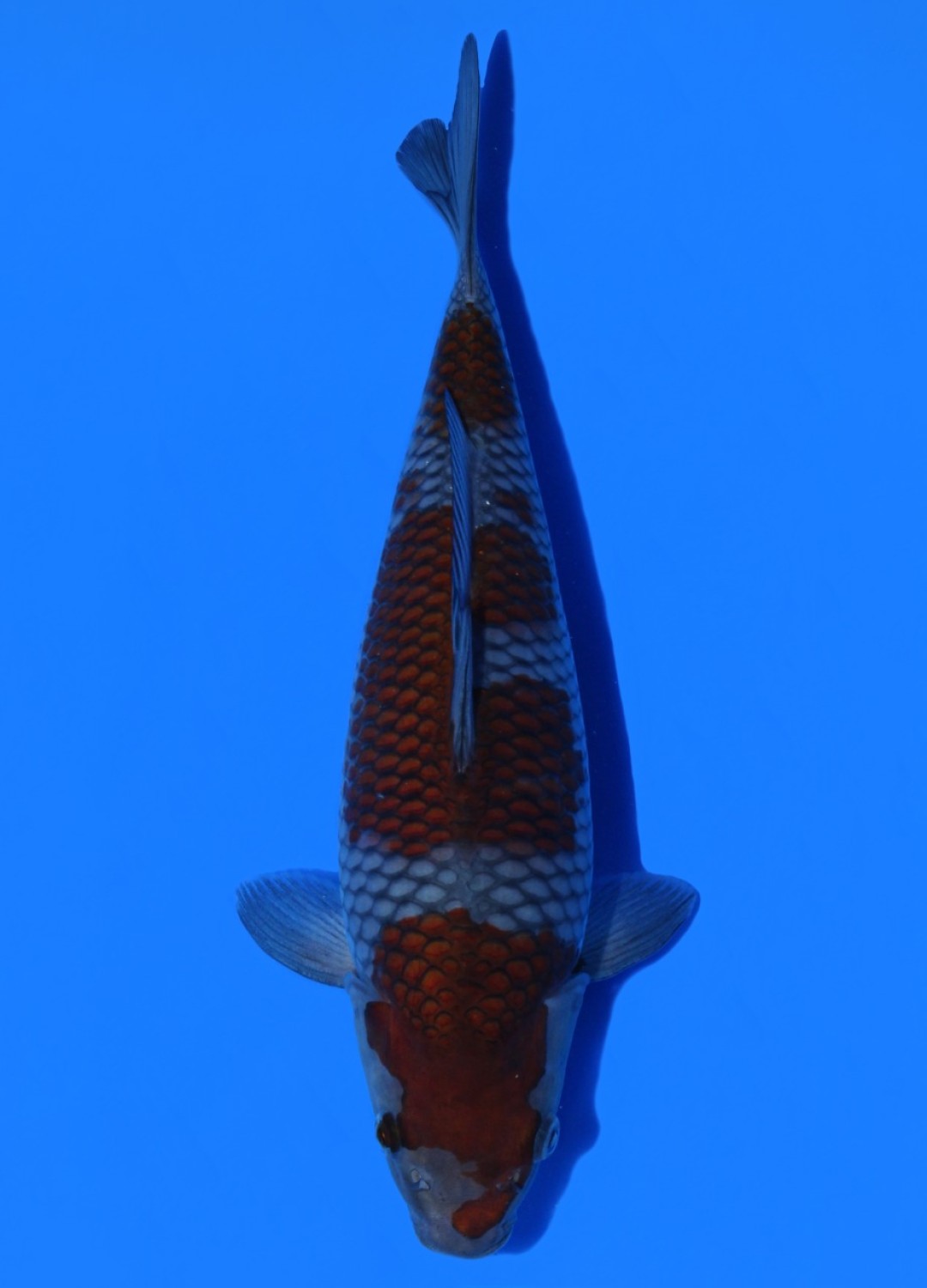 Juara 2