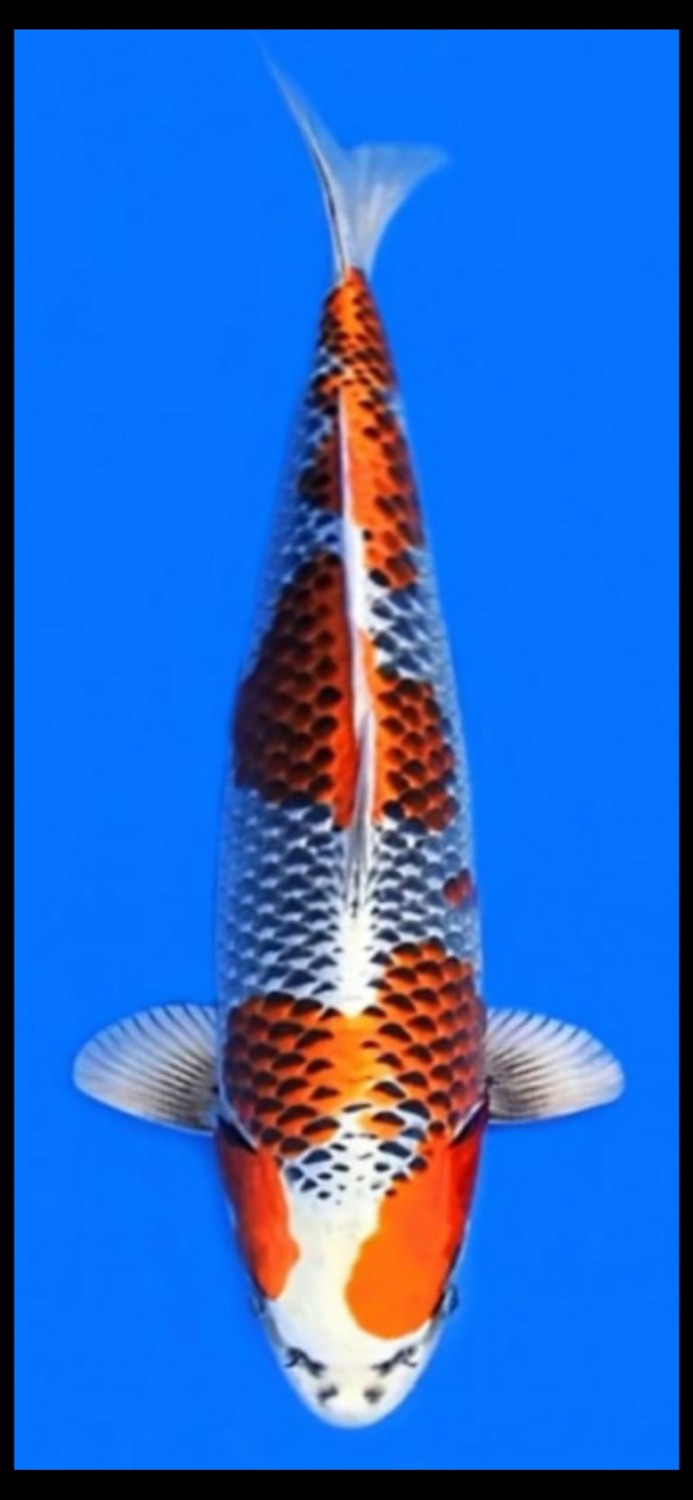 Juara 1