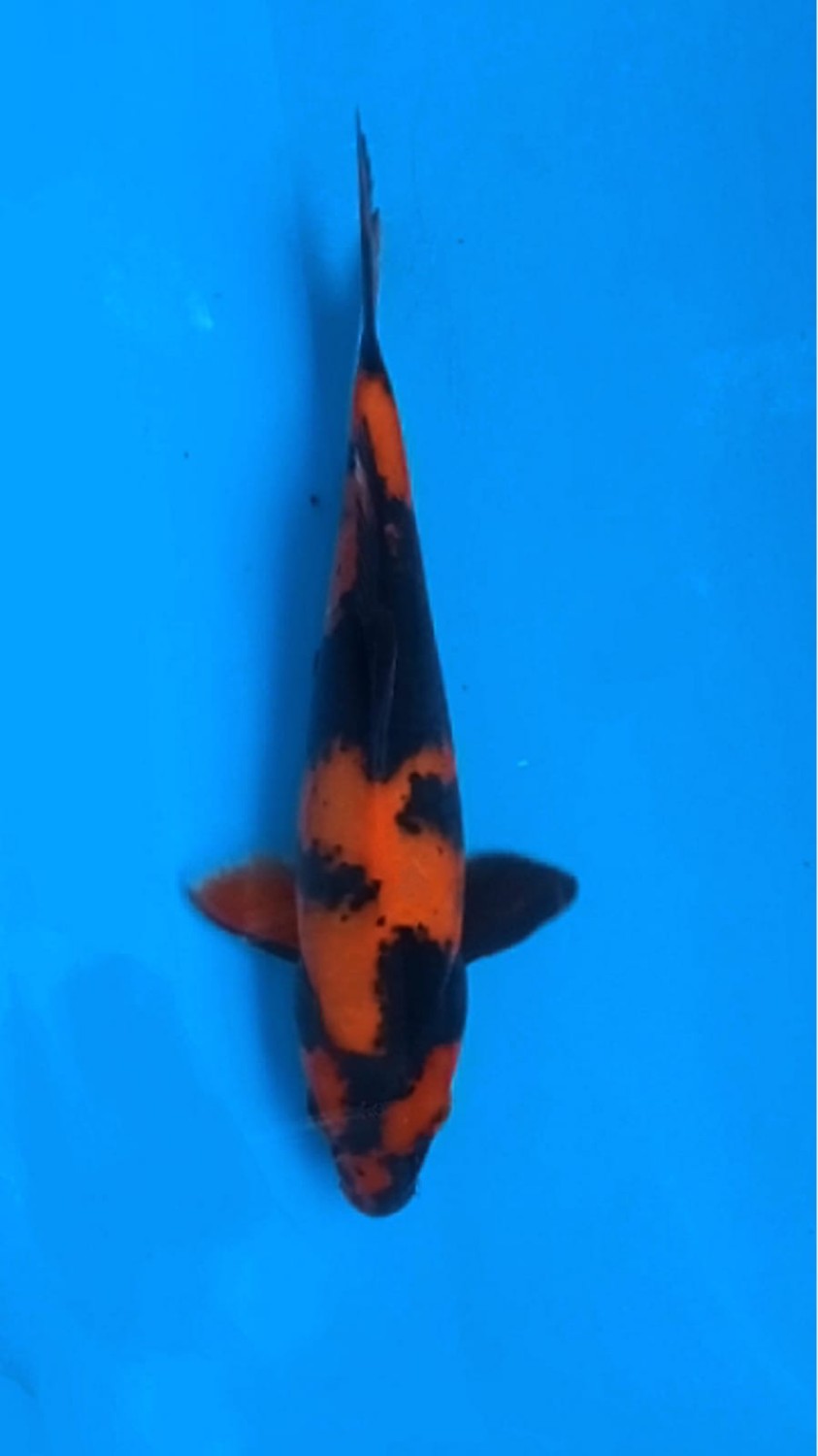 Juara 5