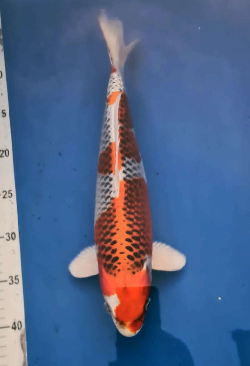 Juara 1