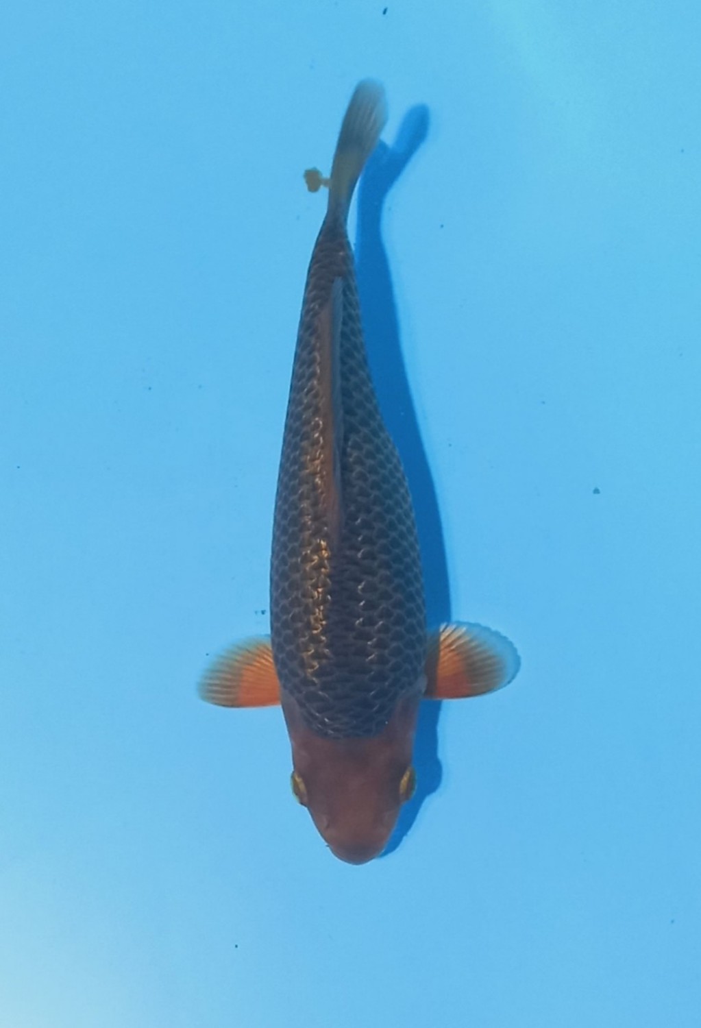 Best In Size E 16-20 Cm