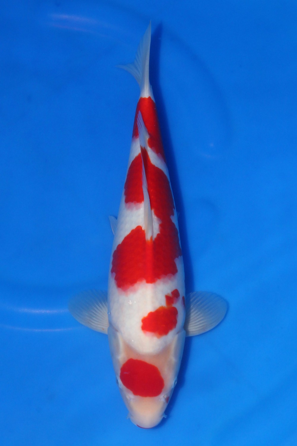 Juara 1