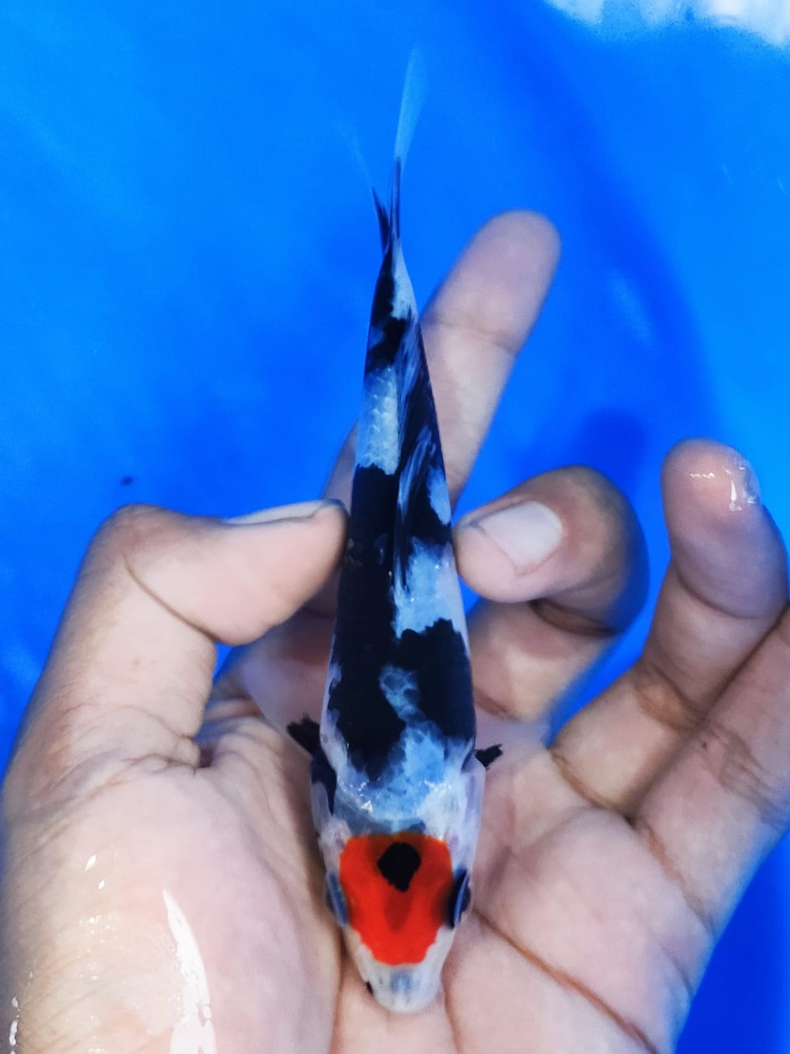 Juara 5