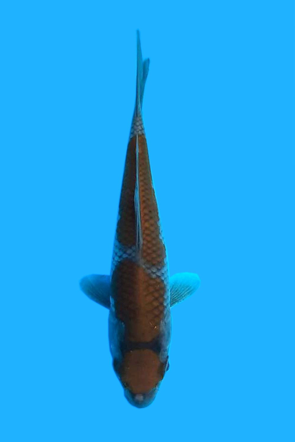 Juara 1