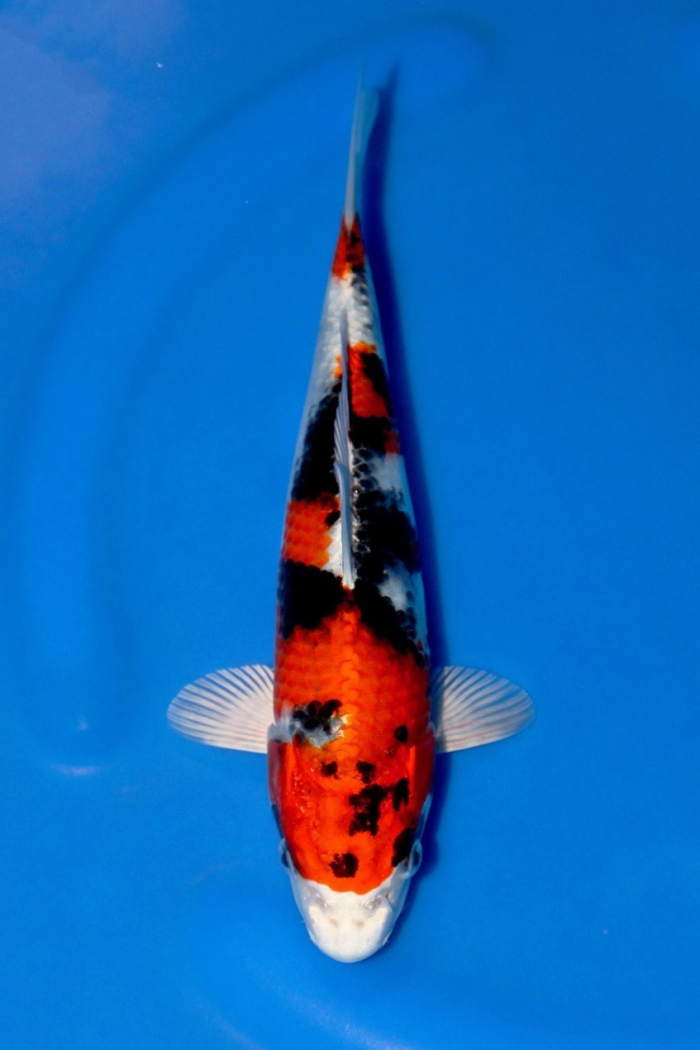 Juara 4