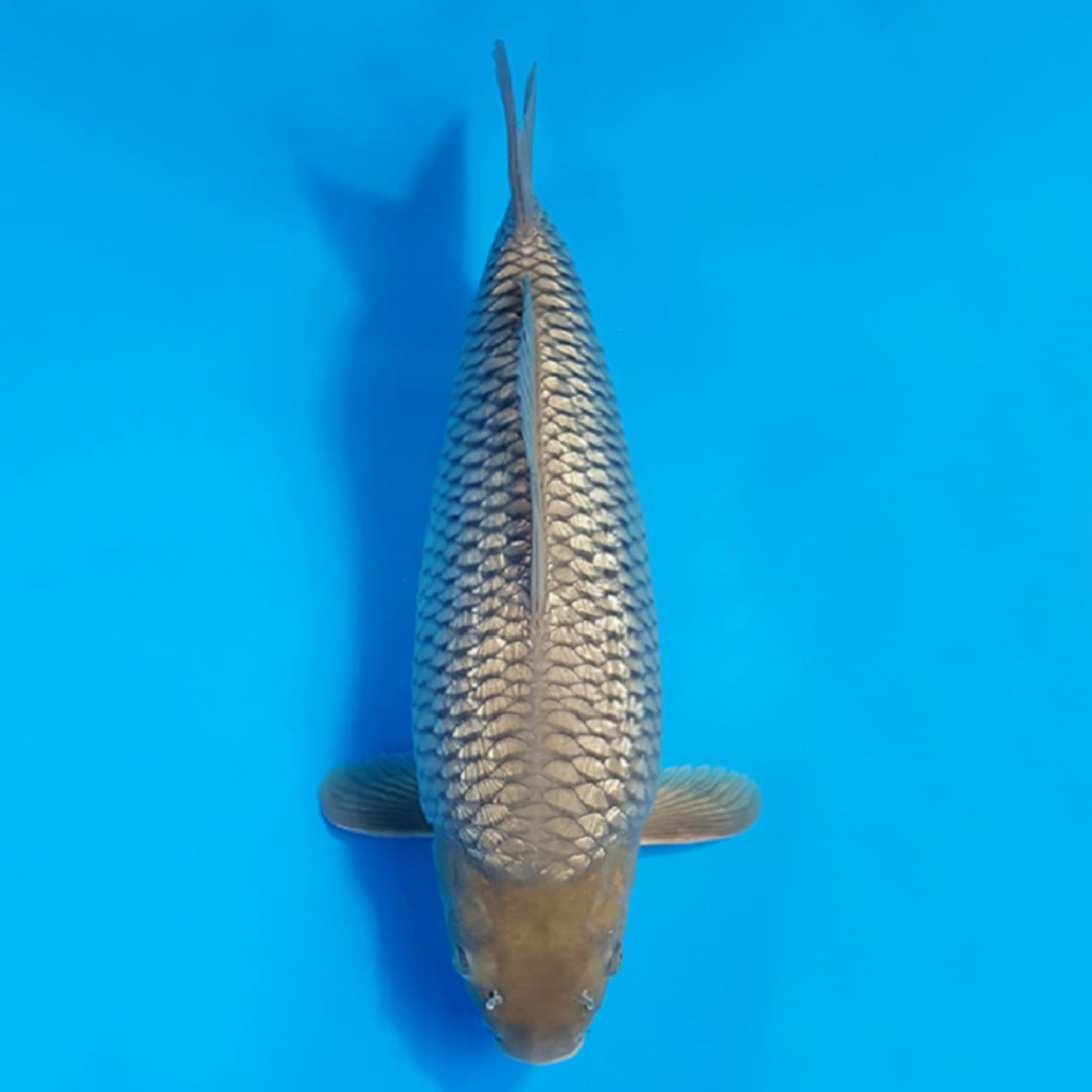 Juara 2