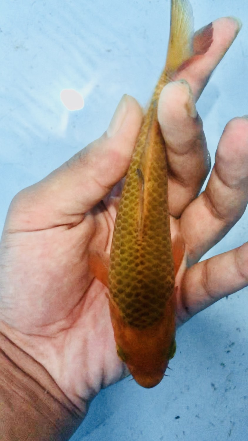 Juara 1