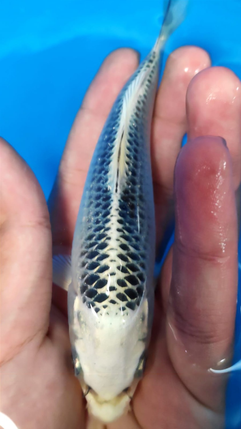 Juara 2