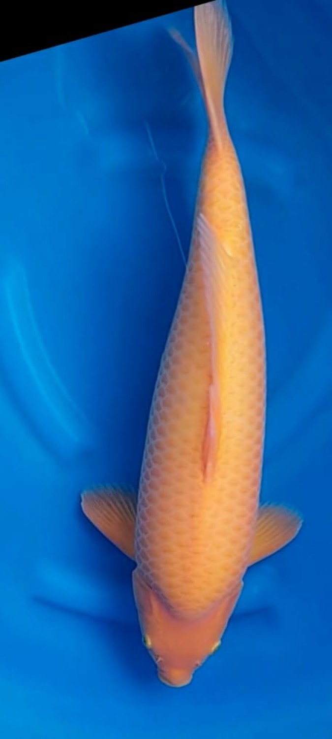 Juara 2