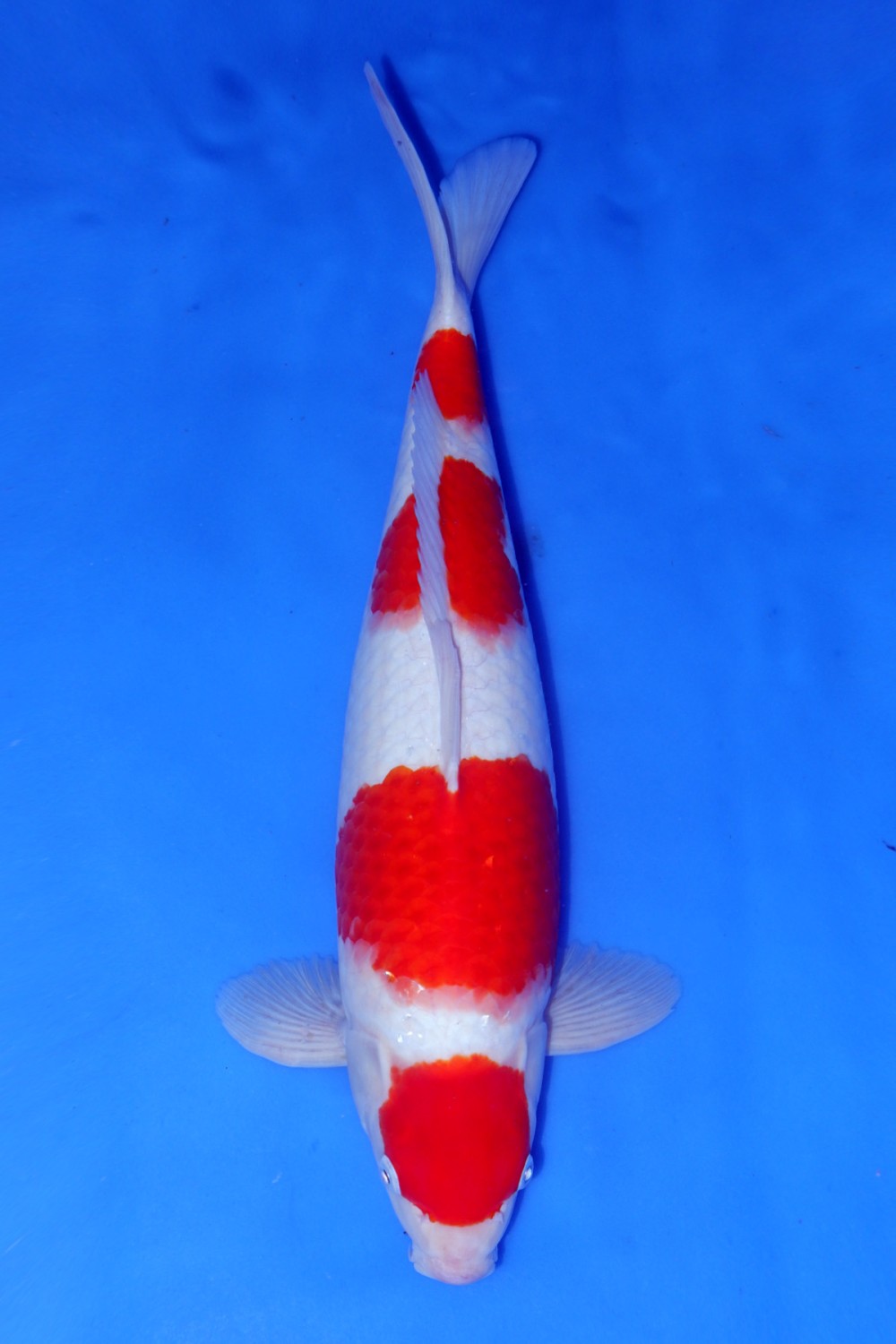 Juara 5