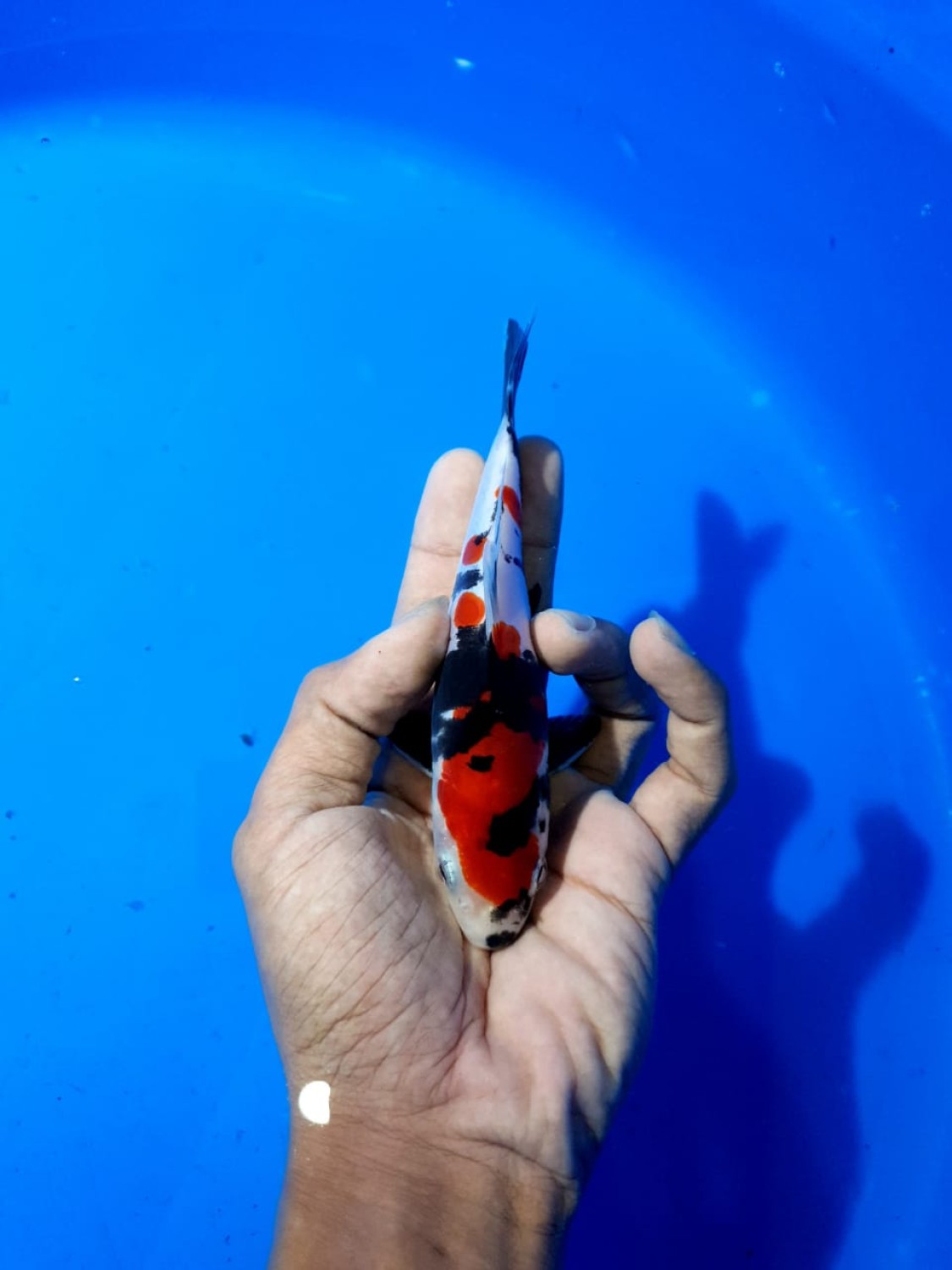 Juara 1