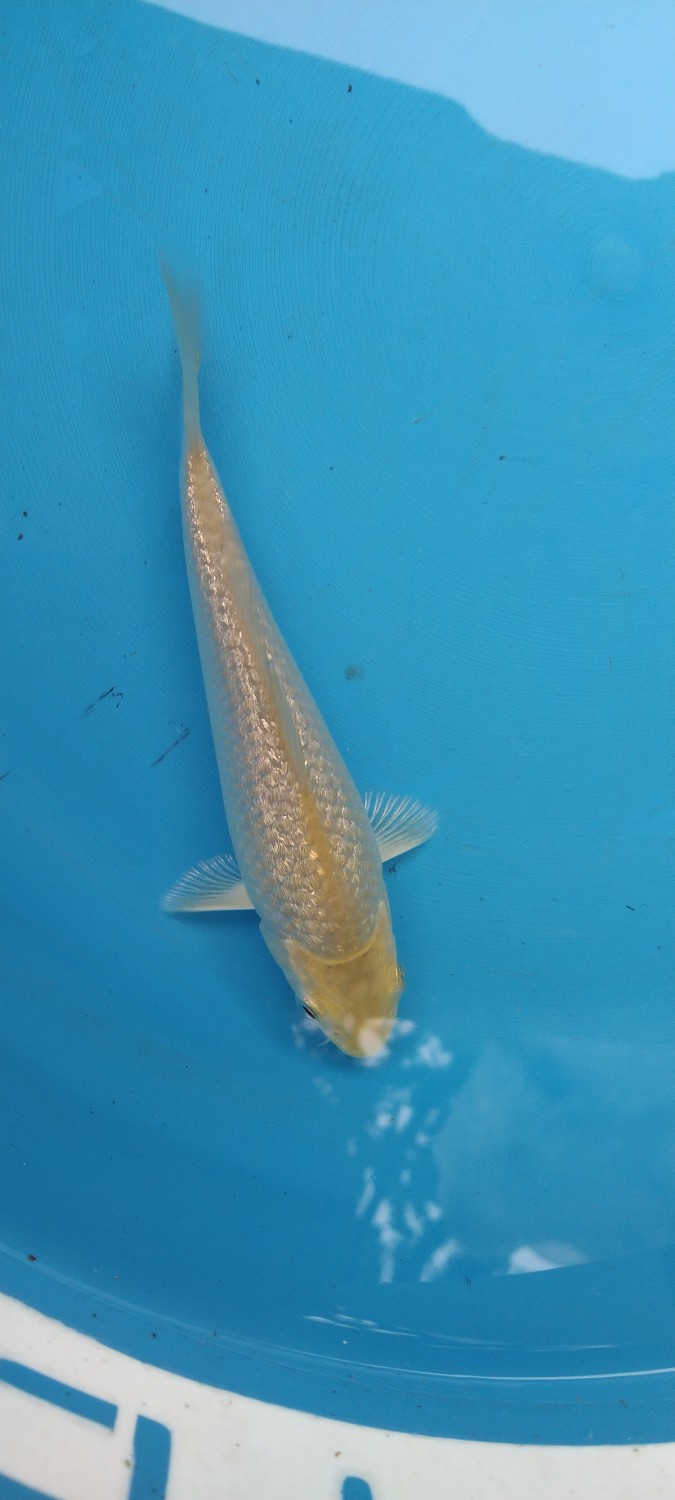 Juara 1