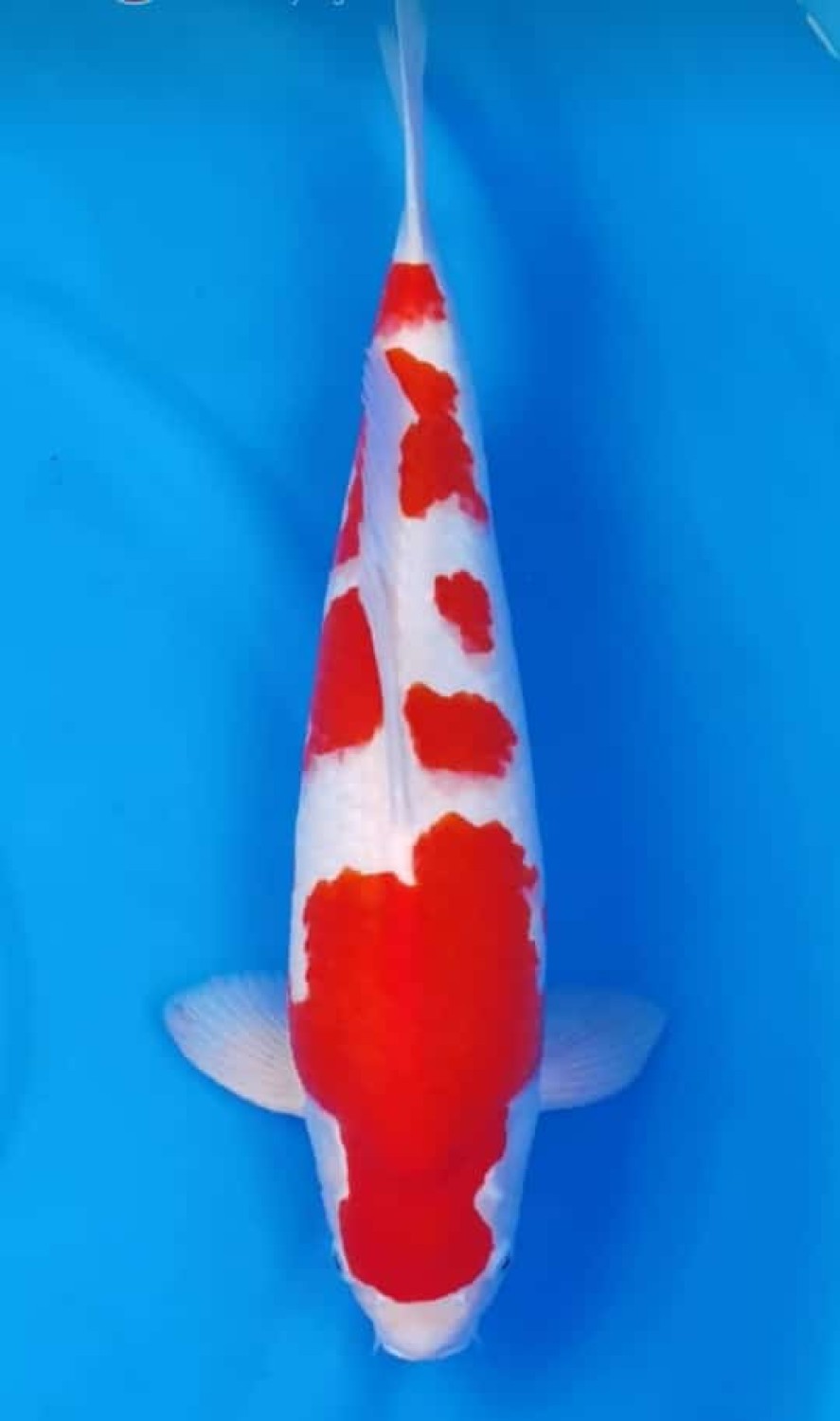 Juara 1