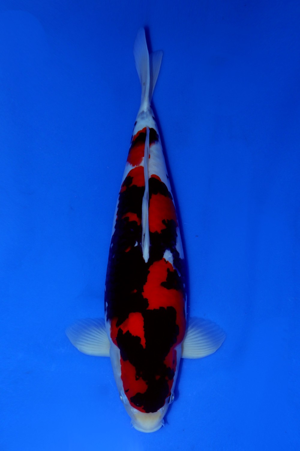 Best In Size A 36-40 Cm