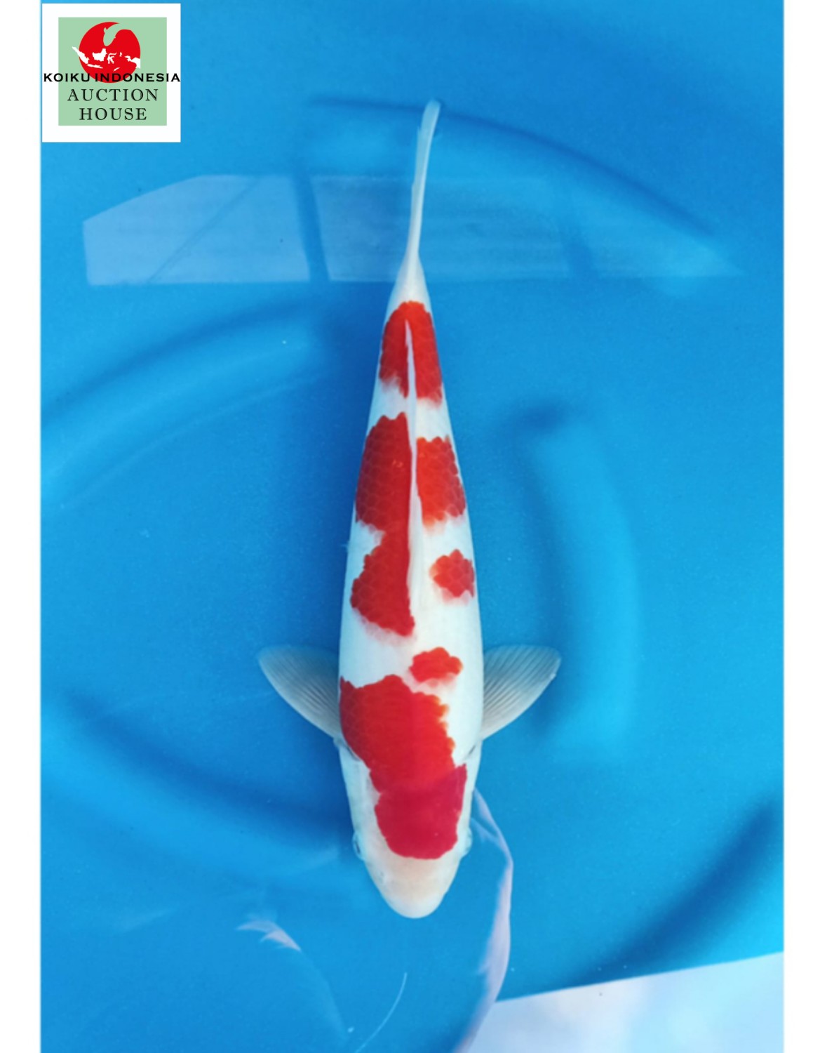 Best In Size A 31-35 Cm