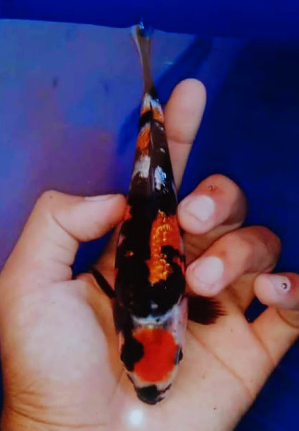 Juara 3