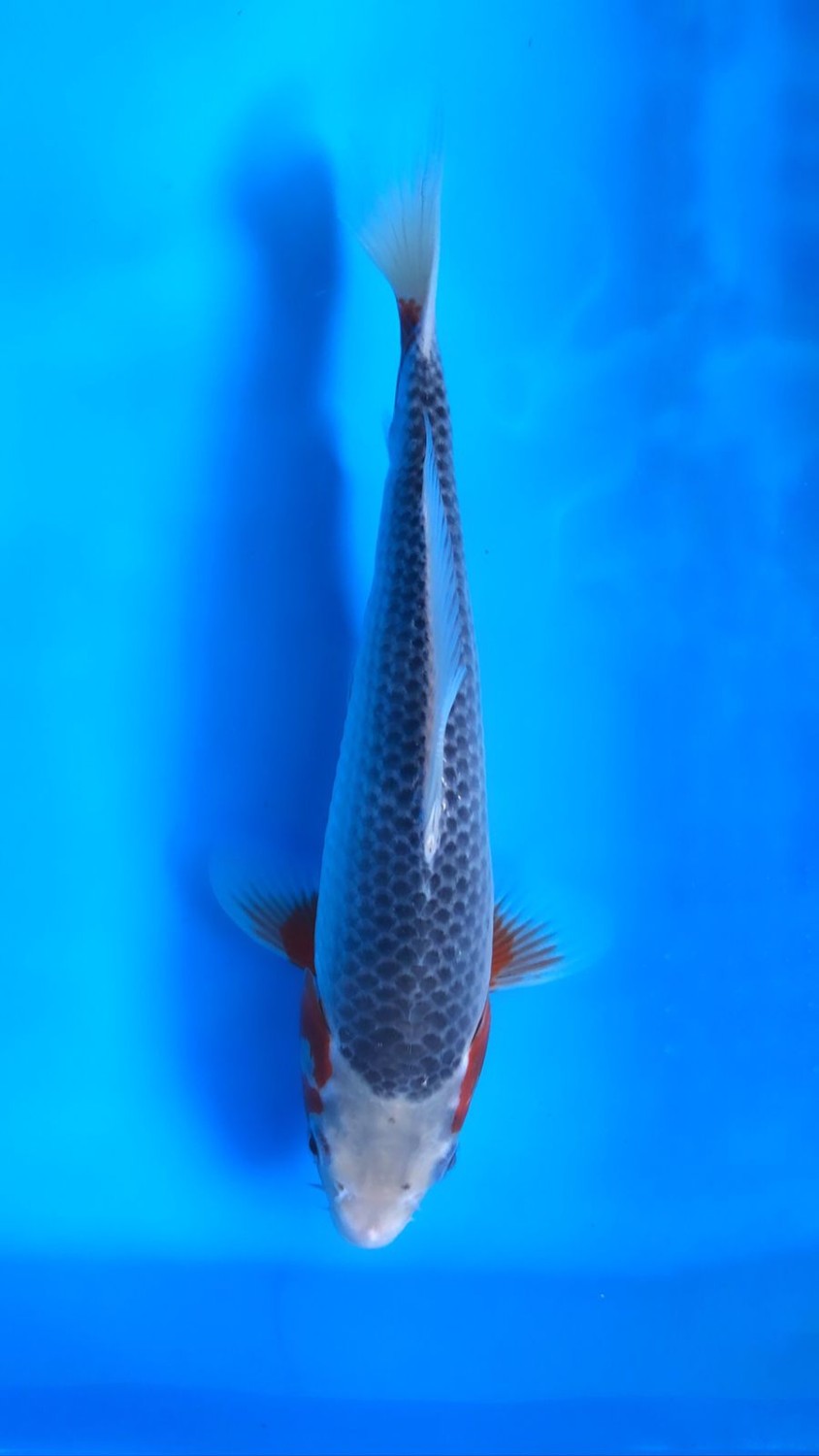 Juara 4